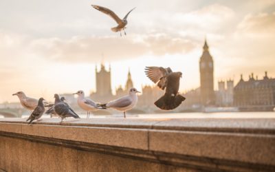 Thames Cruise & Marco Pierre White Dining Experience