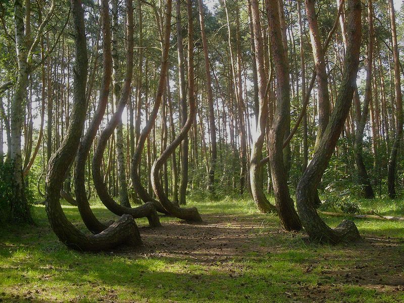 The Crooked Forest