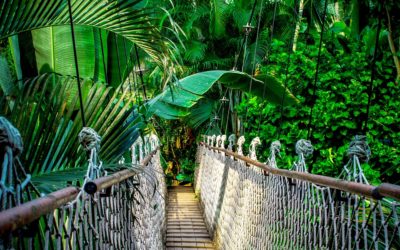 Amazon Jungle Adventure in Ecuador