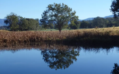 Where to Stay: Bellingen, New South Wales