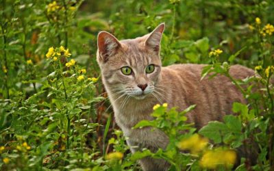 Tashirojima: Cat Island