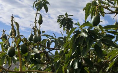 Visit the Source of the Hass Avocado