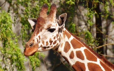 Giraffe Manor, Nairobi, Kenya
