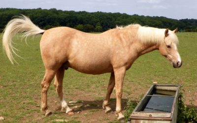 Visit Mister Ed’s Grave. Maybe
