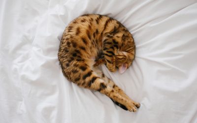 Go For White – Every Time