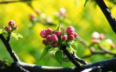 Fangfoss-with-Spittle: Truly…