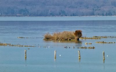 The Ghost Fleet at Mallows Bay, Maryland