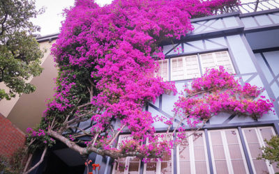 Lombard Street, San Francisco