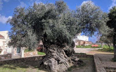 Visiting Greece: The Olive Tree of Vouves