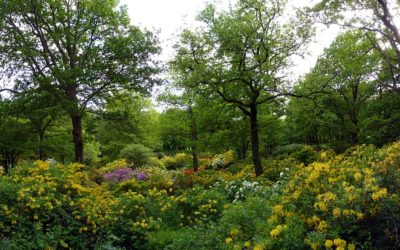 Visiting Sweden. Slottsskogen, Gothenburg