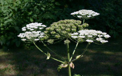Danger! Giant Hogweed