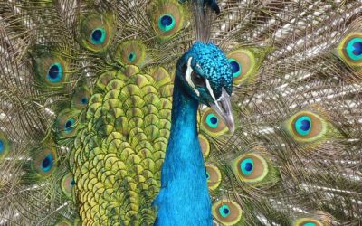 Can I Take My Emotional Support Animal On The Plane?