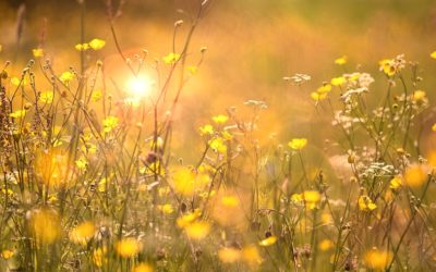 Sweden on Airbnb: What is Allemansrätten?